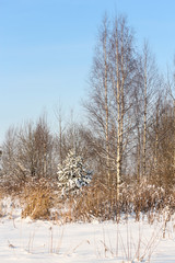 Spruce near birches.