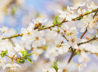 Fototapeta premium Bee in White cherry blossoms flowers branch Spring abstract