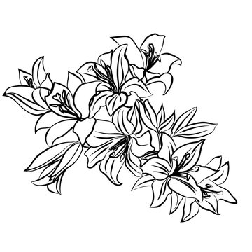 Lily sketch on white background.