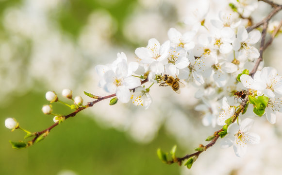 Honey bee flying to the White blooming flowers