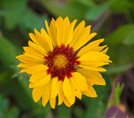 Large Yellow and Red Wildflower