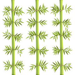 Obraz premium Bamboo Asian Plant and Nature Vector
