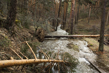 Fallen pines over the river in the mountains of Segovia. Gale, tornado