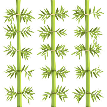 Bamboo Asian Plant and Nature Vector