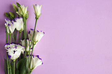 Beautiful flower of eustoma, lisianthus. Purple background