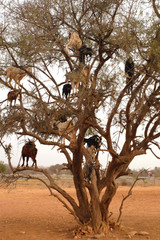 Herd of goats on a tree