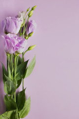 Beautiful flower of eustoma, lisianthus. Purple background