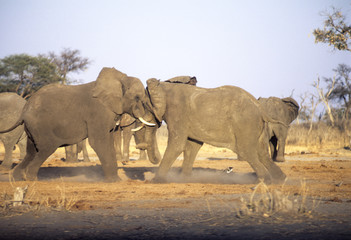 Fototapeta na wymiar Elephant fight (Loxodonta africana), Chobe N.P. - Savuti, Botswana, Africa
