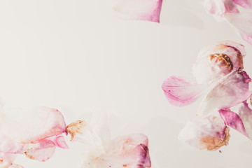 Romantic abstraction. Petals of withered roses on white background