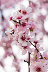 almonds flowers branch sky branches clouds background