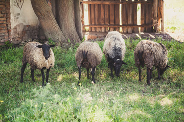 group of Romanovian sheep on green glade