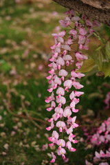 ピンクの藤の花