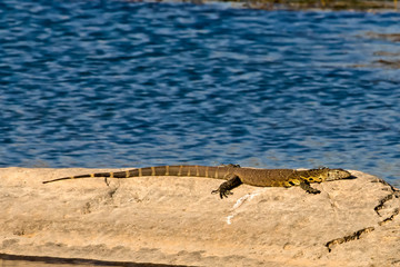 Large Nile Monitor sunning