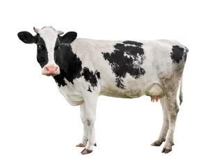 Poster Gevlekte zwart-witte koe volledige lengte geïsoleerd op wit. Grappige schattige koe geïsoleerd op wit. Jonge koe, staande ten voeten uit voor witte achtergrond en kijkend naar de camera. Boerderijdieren. © esvetleishaya