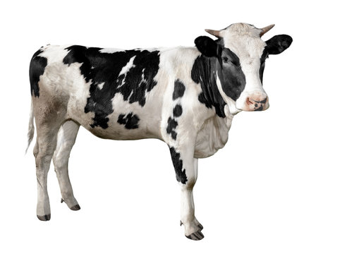Spotted black and white cow full length isolated on white. Funny cute cow isolated on white. Young cow, standing full-length in front of white background and looking at the camera. Farm animals.
