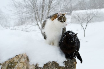 cats on the snow