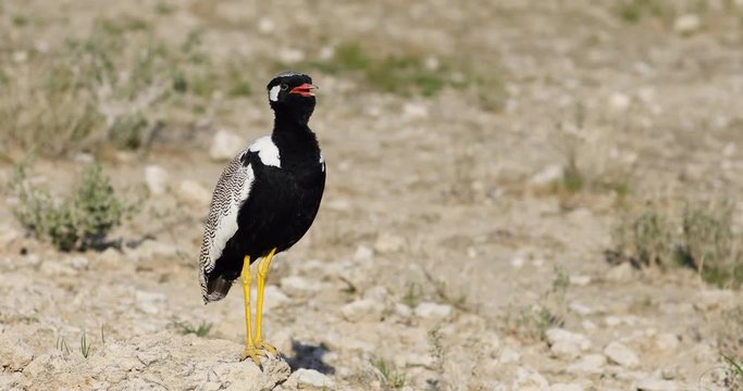 Male white-quilled bustard (Afrotis afraoides) calling, Etosha National Park, Namibia