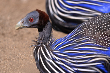 フサホロホロ鳥