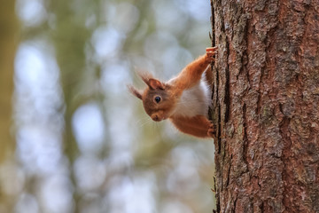 Peeping red squirrel