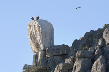 Buitres en La Cabrera. Madrid