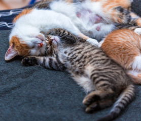 Tricolor cat and cute tabby kitten sleeping on the bed. Cat hugging kitten. Concept of maternal love. Lovely pets