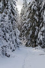 Fototapeta na wymiar zimowy las w Bieszczadach 