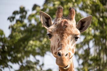 キリン、アップ