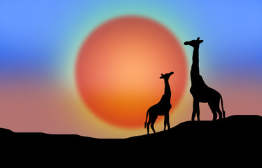 Against the background of the sunset, animals