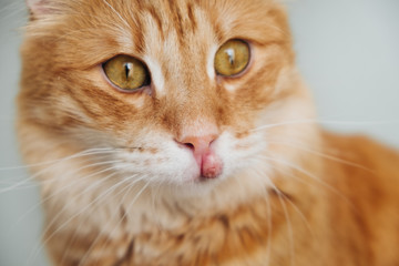 Red cat with a swollen upper lip, inflammation on the muzzle of the cat