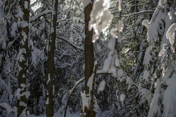 zimowy las w Bieszczadach  - obrazy, fototapety, plakaty