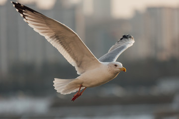 Typical gull with black wingtips and yellow beak