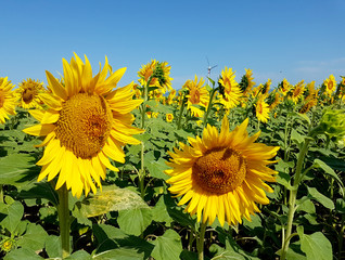 sunflowers and wind turbines under the blue sky