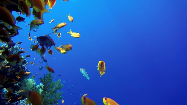 Diving. Tropical fish and coral reef. Underwater life in the ocean. 