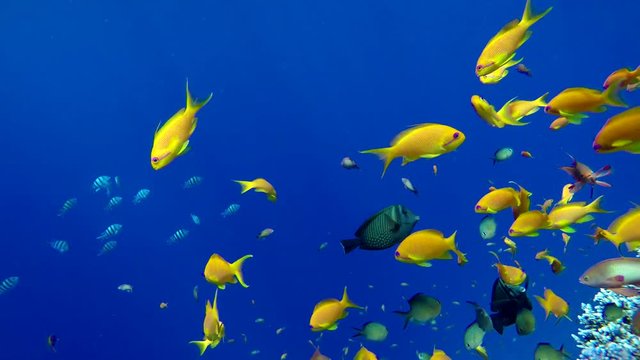 Colorful fish swimming around coral reef