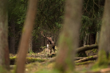 fallow deer, dama dama, Czech republic