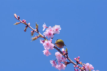 メジロと河津桜