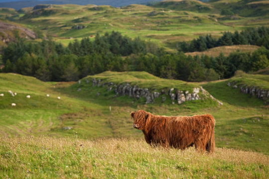Coll island, Scotland, Scottish cow