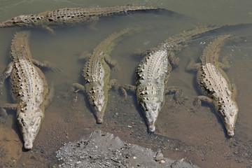 Krokodile im Wasser