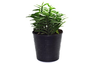 Small tree in pot on white background