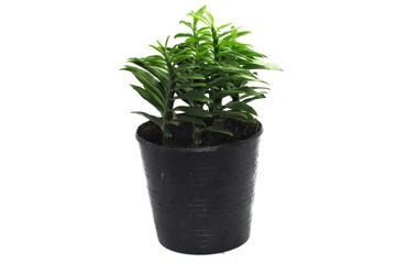 Small tree in pot on white background