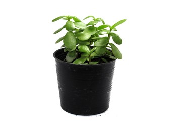 Small tree in pot on white background