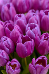 Fototapeta na wymiar Close-up purple tulips