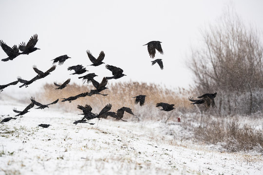 A flock of crows flying above the frozen fields