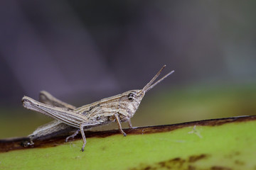 Image of Brown locust on green leaves. Insect. Animal