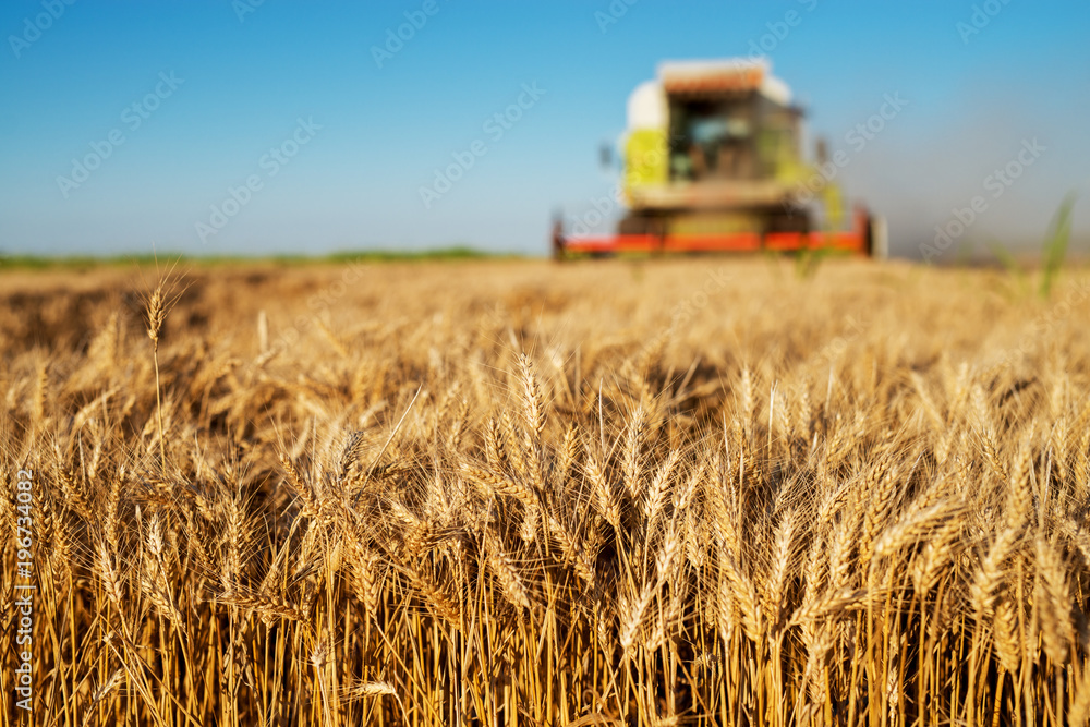 Wall mural harvesting machine working at field in sunny morning. agriculture concept. combine harvester at whea