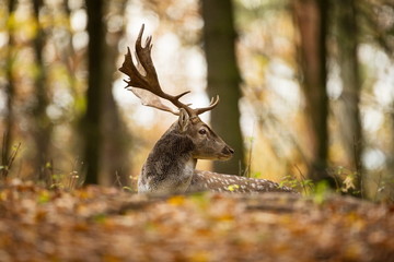 Fallow deer spotted comes from the Mediterranean region and Asia minor. Photo was taken in the...
