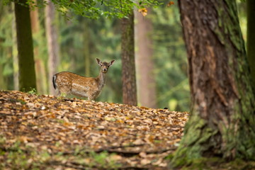 Fallow deer spotted comes from the Mediterranean region and Asia minor. Photo was taken in the Czech Republic.