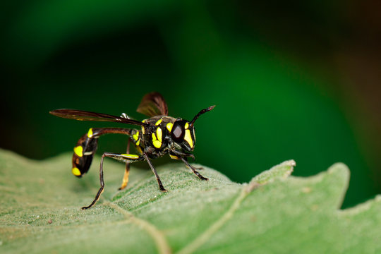 Image of Potter Wasp(Phimenes flavopictus) on the green leaf. Insect. Animal