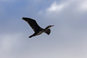 Great cormorant flying on the blue sky. Great cormorant (Phalacrocorax carbo).