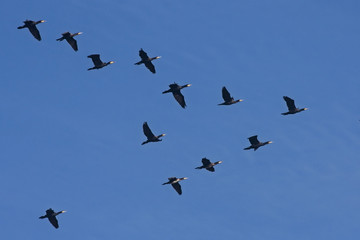 Flock of the cormorants flying on the blue sky. Great cormorant (Phalacrocorax carbo).